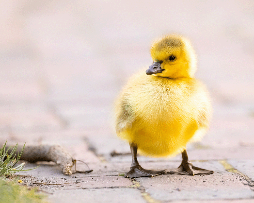 antje-ahlering_vogel-postcards_quer